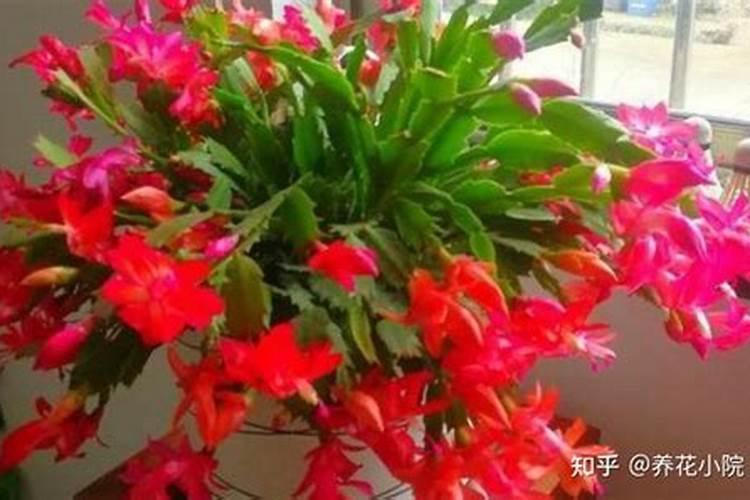 苹果树十月份上什么肥好