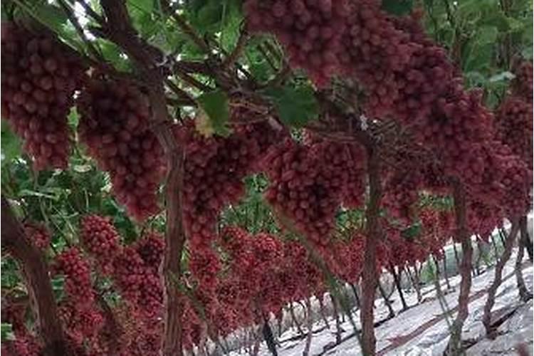 发霉了的大米可以埋在土里当肥料种庄稼吗？