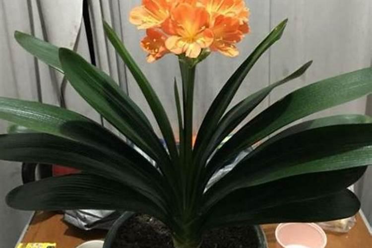 芸苔素对植物生长有什么作用？