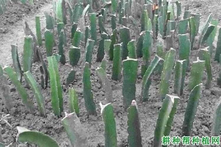 浇汁菜心怎么做既省时又美味？