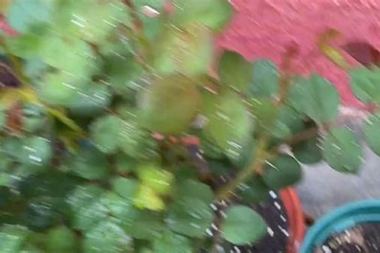 日本水溶肥482和472的区别