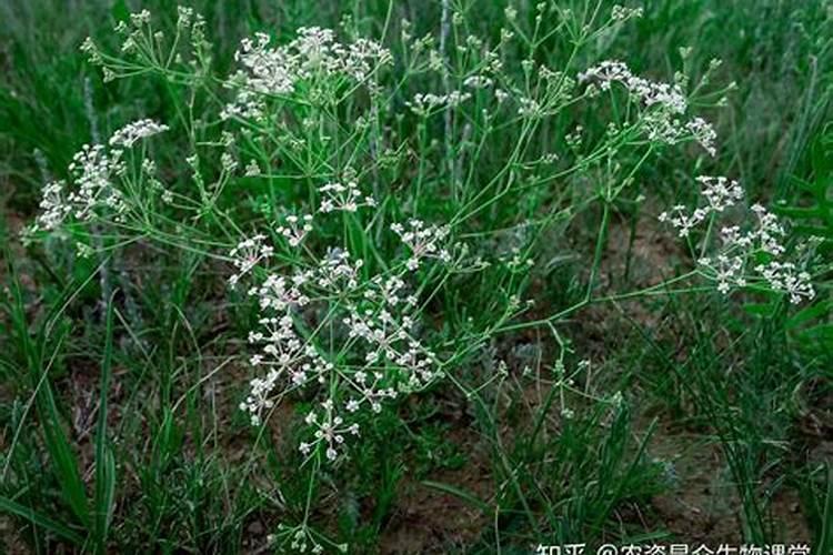 绿萝使用什么花肥