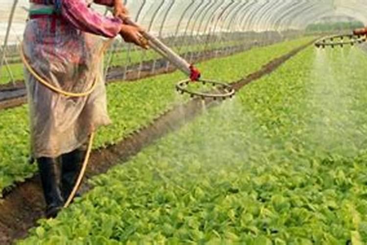 尿素可以水溶后施肥吗 尿素兑水比例多少合适