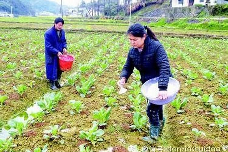 观叶植物用什么肥最好
