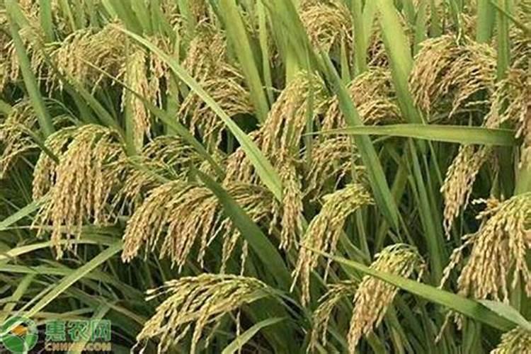 硅肥在水稻喷施最佳时间 正确使用方法