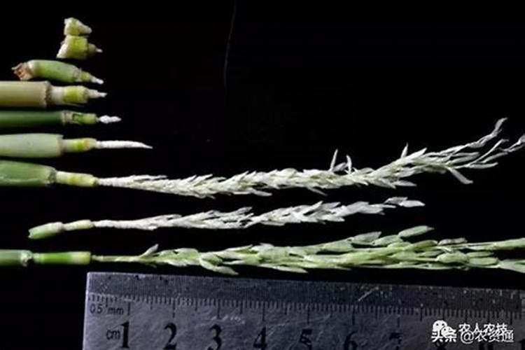 花叶万年青用什么肥