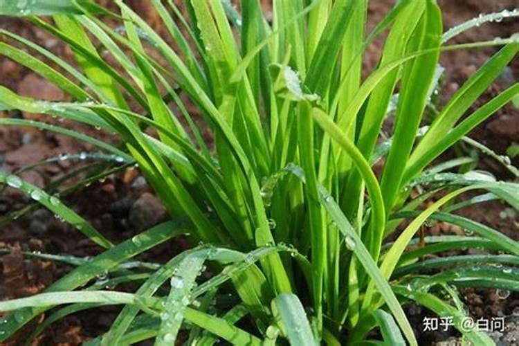 韭菜喜欢什么肥料