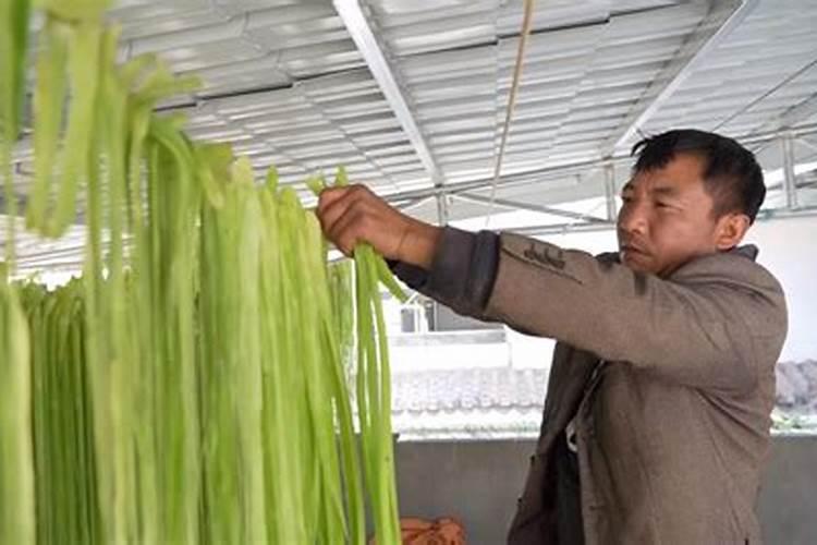种植贡菜需要用什么化肥