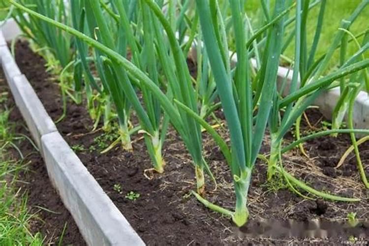 种植花生的底肥,使用硫酸钾的肥料高产还是氯化钾的肥料高产？