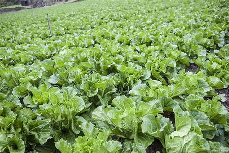种大白菜用什么样的肥料好？为什么？