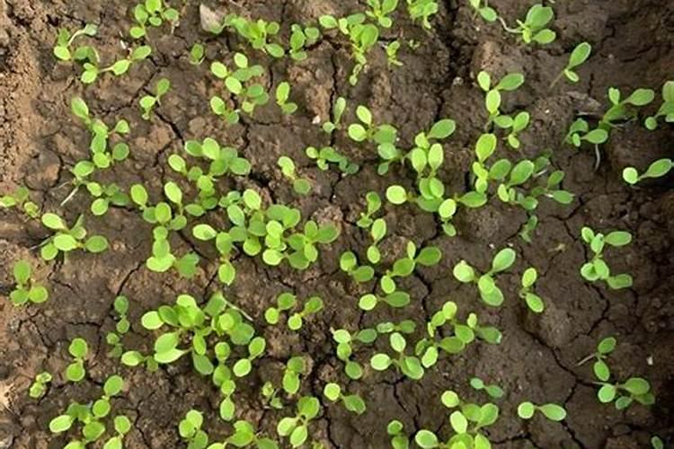 科普百篇系列(320) 第三代半导体材料——氮化镓