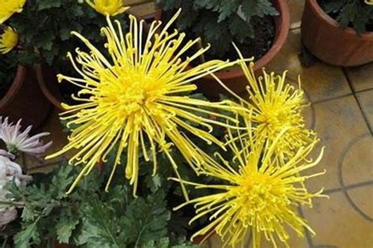 菊花的施肥与管理