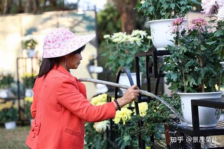 菊花施肥方法,用什么肥好