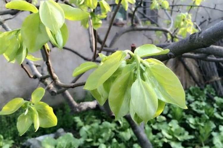 柿子树开春应该怎么施肥？