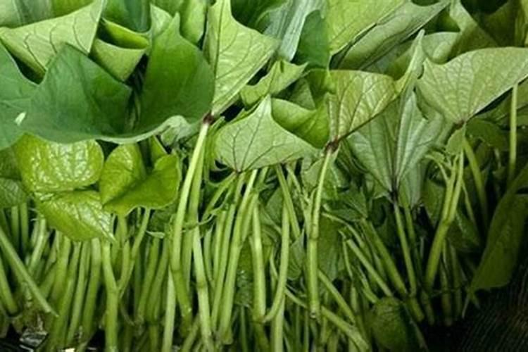 油菜什么时候施硼肥最好