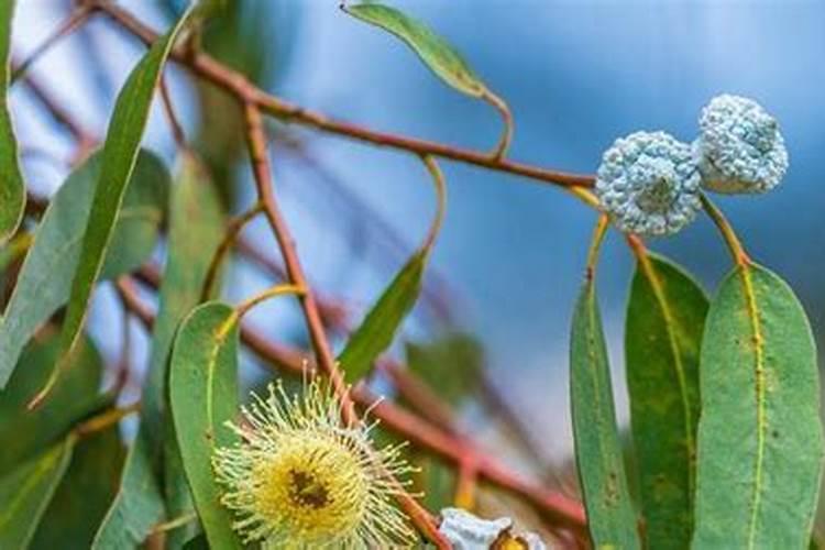 草莓施钙肥过多会造成什么影响？草莓缺钙肥应如何补救？