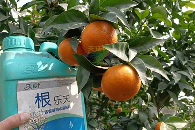 樱桃树开春追什么肥料 樱桃树开春追的肥料介绍