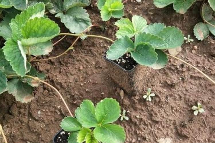 浇什么肥料让红薯长得粗壮长得快