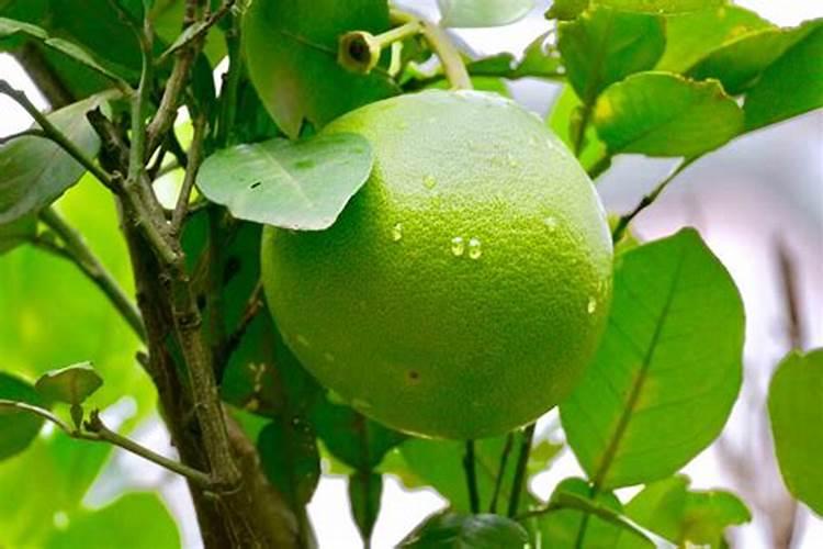 大葱先打药还是先打叶面肥