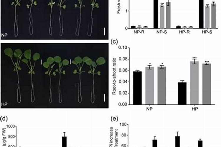 油菜种植用一亩地用多少肥料
