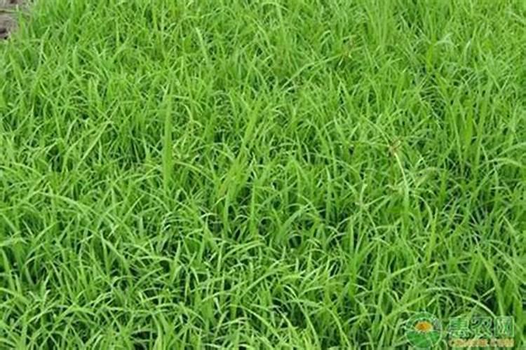 怎么能养好小蜗牛