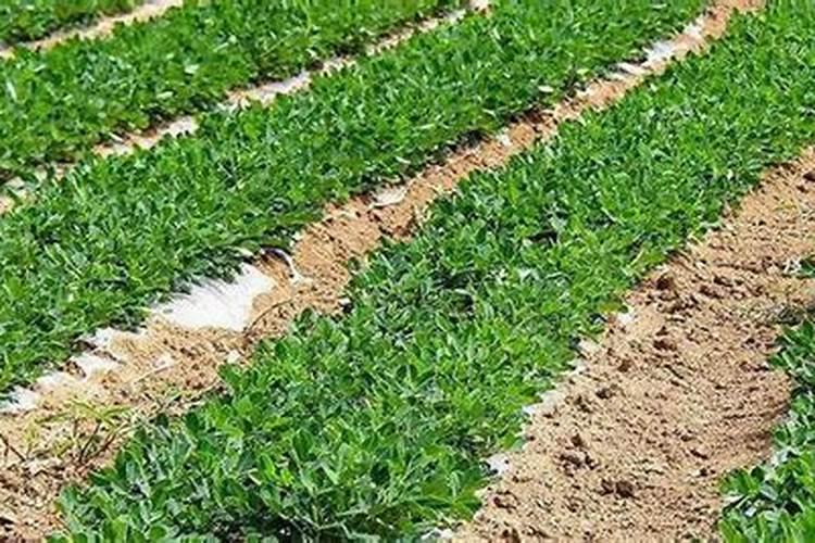 车用尿素可以给植物施肥吗 车用尿素能用在农作物上面做肥料吗