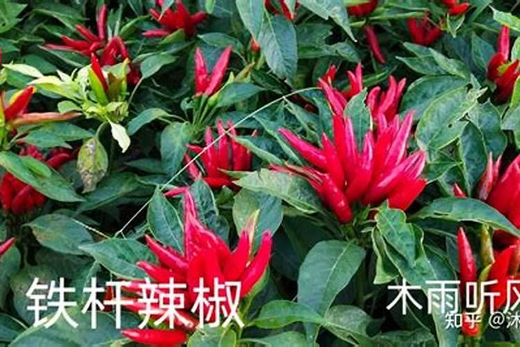 朝天椒蕾期可喷硼肥吗