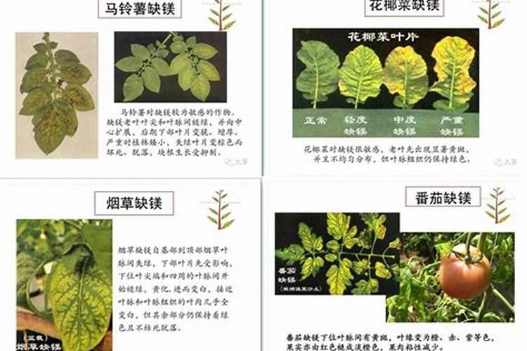 杨梅着色增甜用肥料可以吗？用哪种好？