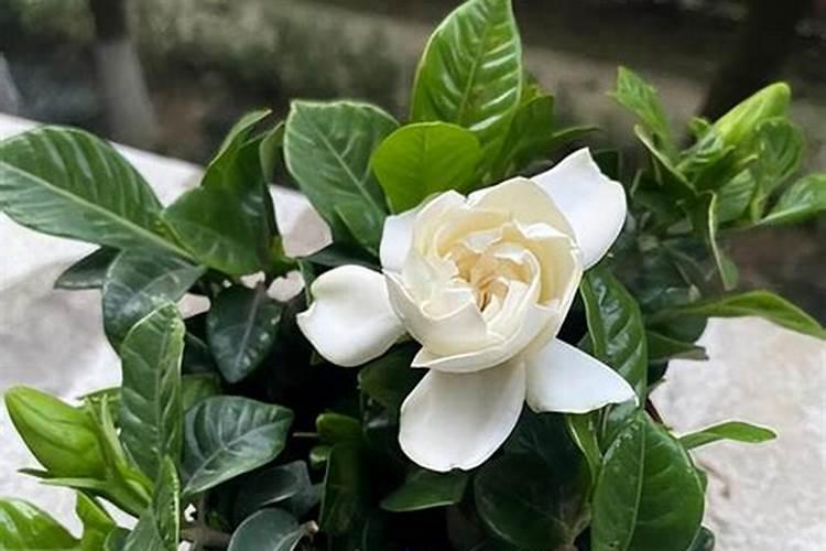 栀子花用什么肥料最好