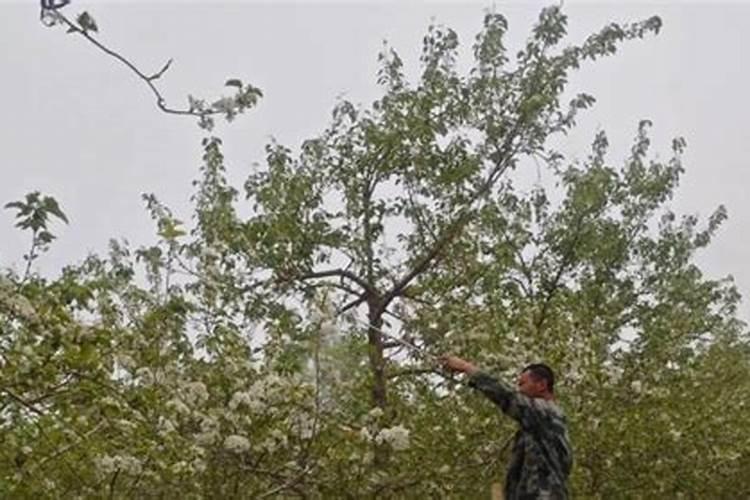 家里可以种黄豆芽的吗？怎样才能生黄豆芽？