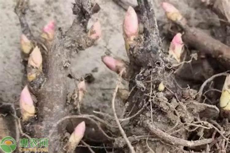 用什么肥料使柑橘秋梢老熟快