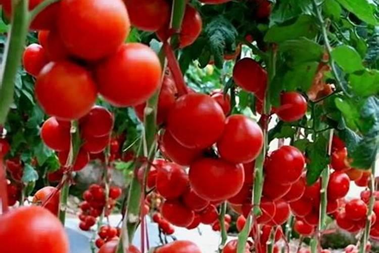 西红柿追肥用什么肥料