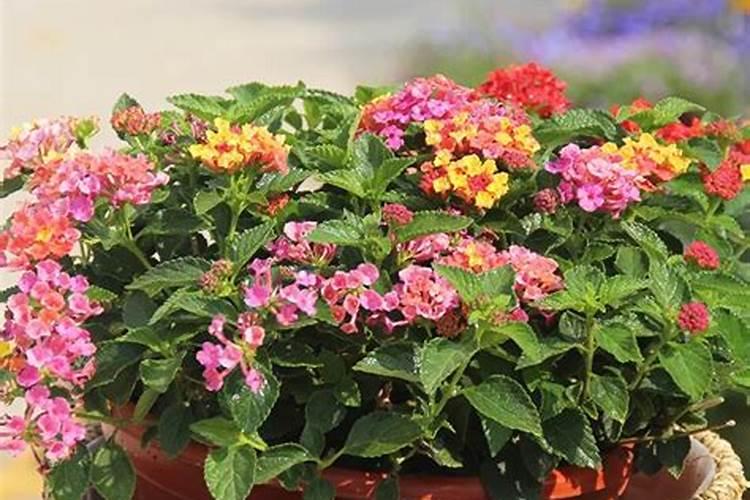 天堂鸟浇水的正确方法