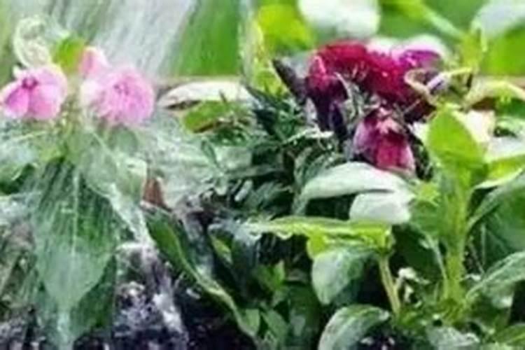 化肥水可以浇花吗