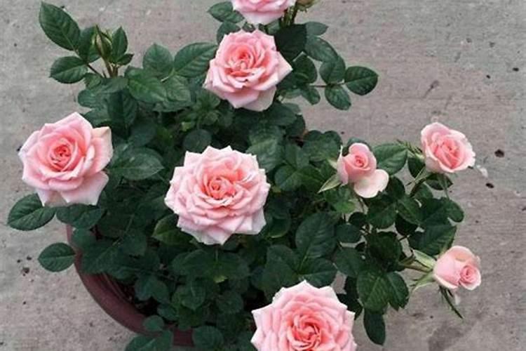 生石花怎么施肥