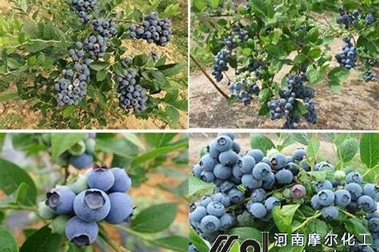 初夏如何促使蓝莓长梢拉枝？