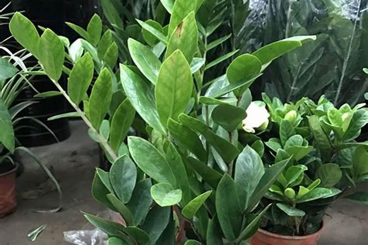 三角梅用什么肥料开花