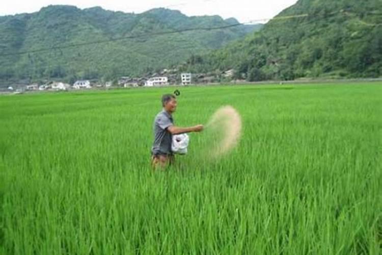 直播水稻施肥时间与施肥技术