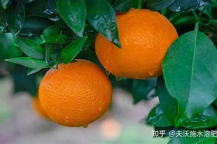 西瓜座果期用什么肥料长的好？西瓜膨大期冲施什么肥料好？