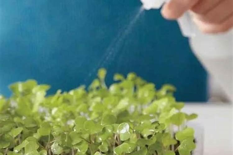 菜苗发芽三四天了可以浇肥料水吗