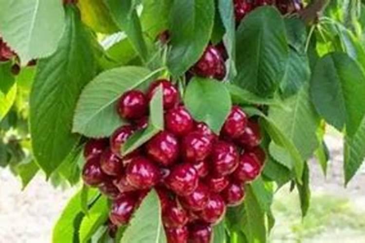 牡蛎,龙骨两中药的有效成份是什么,对人有什么作用