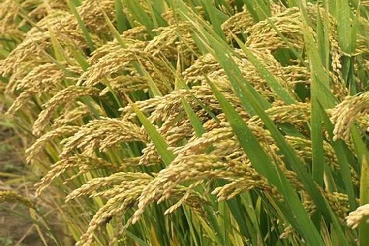 哪位老师给一个种植大蒜底肥的配方或者氮磷钾的比例