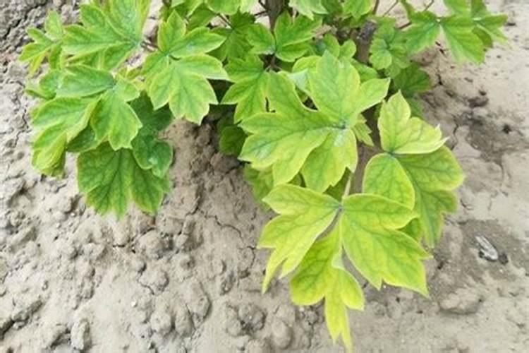 牡丹叶子发黄怎么回事 黄叶原因与补救办法