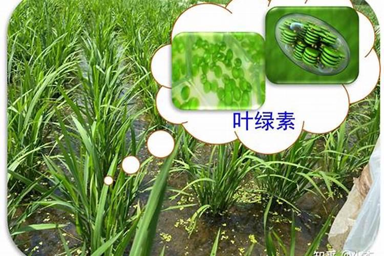 作物需要的三大矿质元素,矿质元素对光合作用的影响