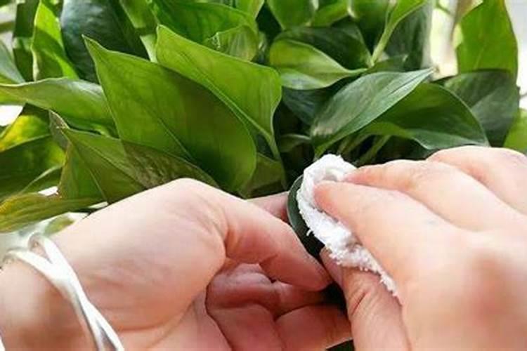 栽树生根粉的使用方法