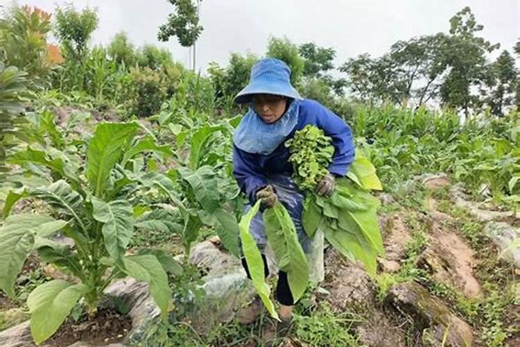 草莓滴灌钙肥一亩多少斤？