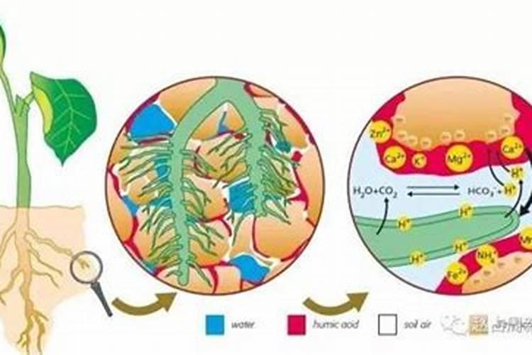 土壤腐殖质由哪三种不同时腐殖质组成？