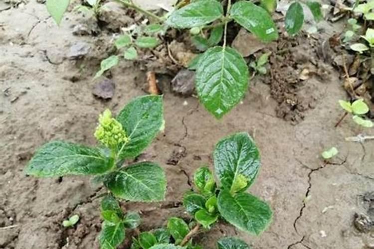 水溶肥最好的三个牌子