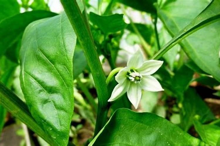 辣椒喷什么叶面肥结果多？辣椒膨大期是什么时候？用什么肥料长势好？