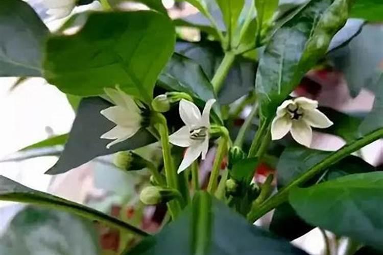 辣椒初花期滴23所高钾滴溉肥多吗